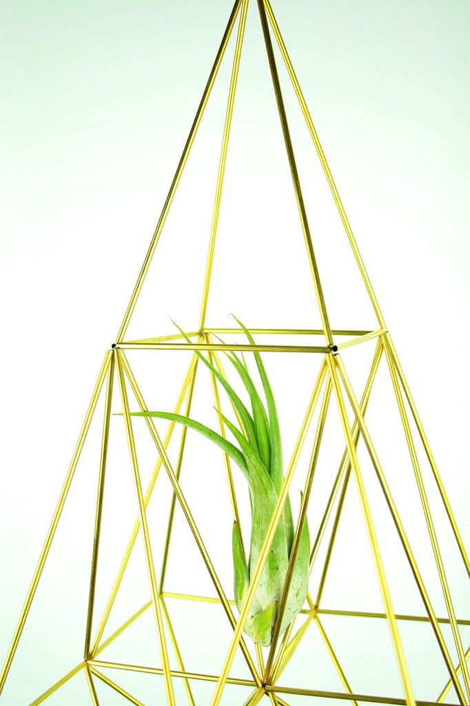 air plant mobile Air plant holder; Boho wedding decor; Nordic himmeli mobile; Scandinav – ContemplativeObjects