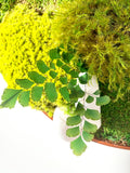 Moss wall art; Vertical Zen Garden; Preserved Moss Wall Sculpture; Plant wall decor