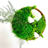 Moss wall art; Mini zen garden; Pressed plant art; Hanging planter indoor
